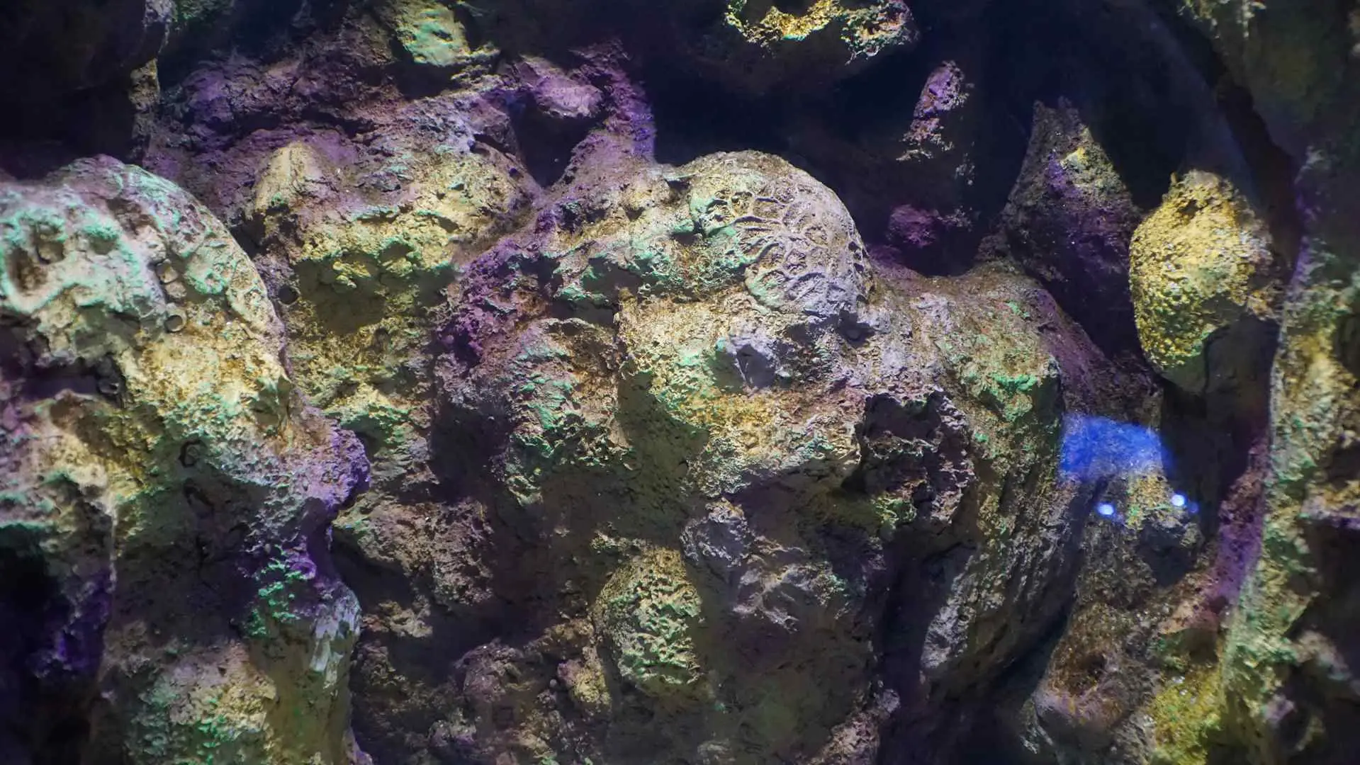 Akvaryum (3)